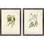 Queen's Lace I S / 2