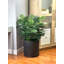 4' Areca Palm Bush In Fiberstone Planter