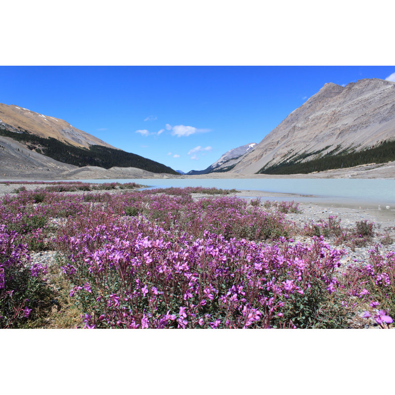 Frisbie Wild Flowers In Mountains - Wrapped Canvas Print, 20cm H x 30cm W x 3.8cm D
