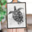 Tortue de mer noir et blanc