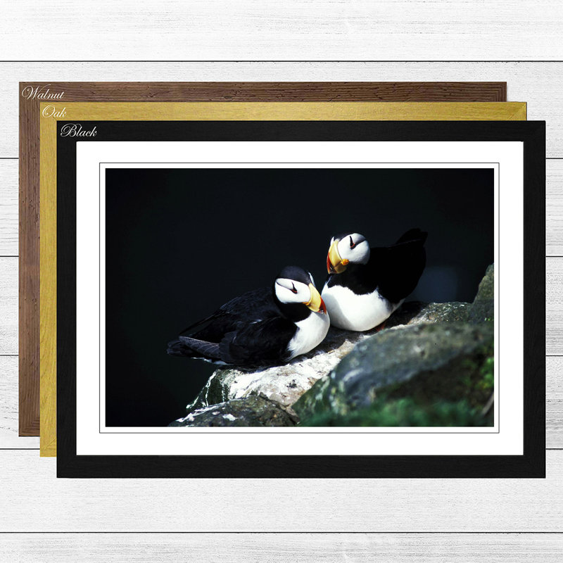 Atlantic Puffins Framed Photographic - Framed Print, Black
