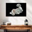 Poisson Betta blanc Brampt-108738223
