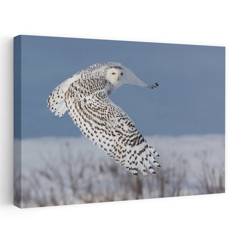 Snowy Owl In Flight Abstract Contemporary Bird Owl Landscape Nature Wall Art Print by Mircea Costina - Wrapped Canvas Print