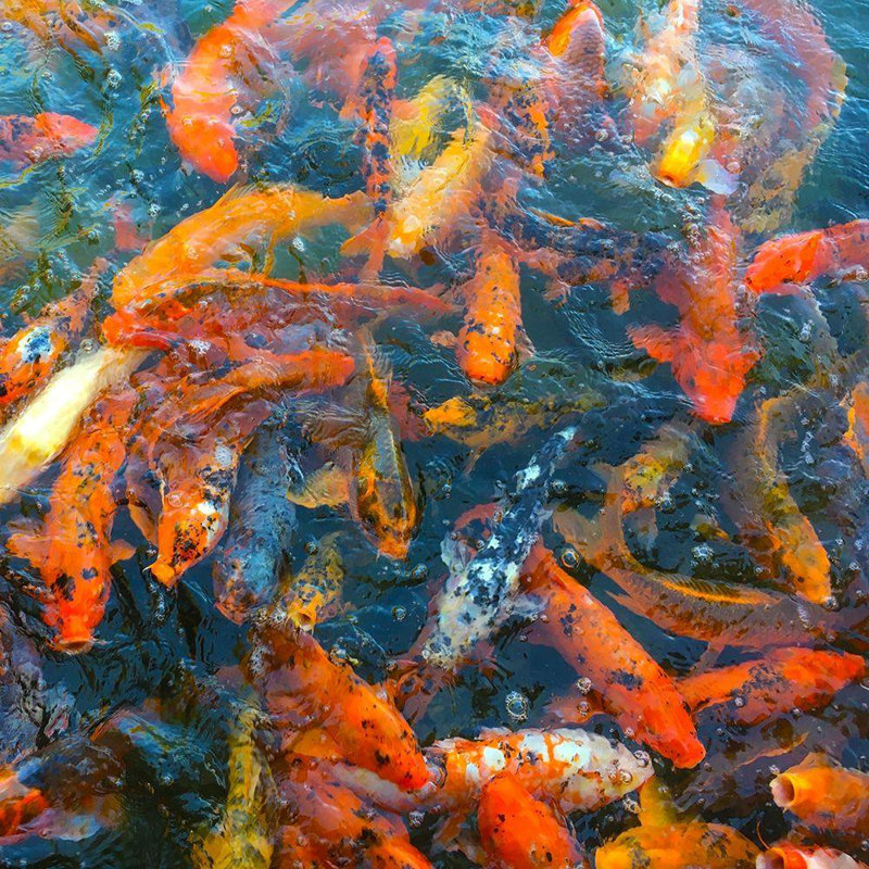 Hokku Designs Tenoever, William, reproduction d'art sur toile tendue: Koi Pond II