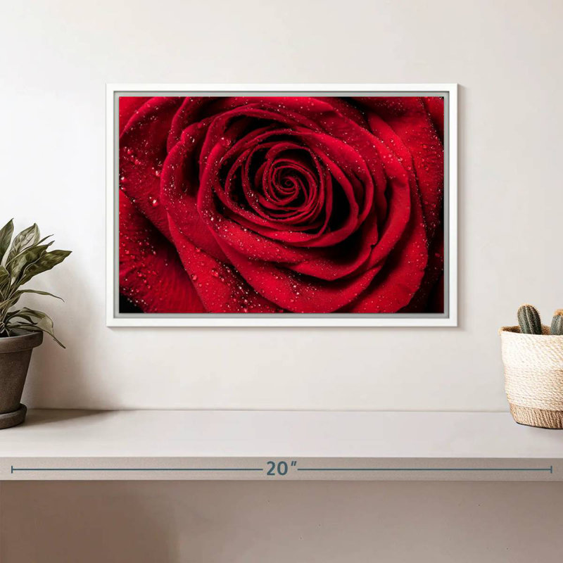 Rosée rouge veloutée, Cadre flottant blanc, 13 po x 9 po