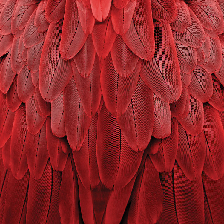 «Feathered Friend in Red», reproduction de photo sur toile, H 48 po x l 48 po x P 1,5 po