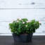 Pot à fleurs à arrosage automatique Wendover-710134479-710134321