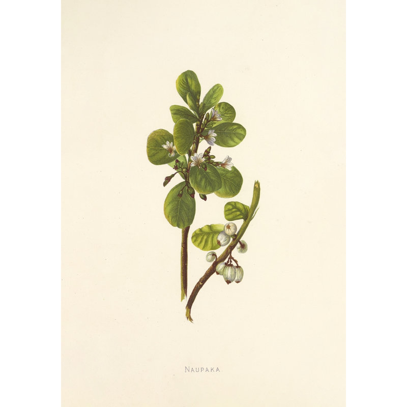 Naupaka (1885), 38" H x 28" W