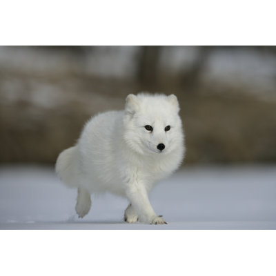 Un renard arctique dans son habitat naturel - Photographie sur toile tendue
