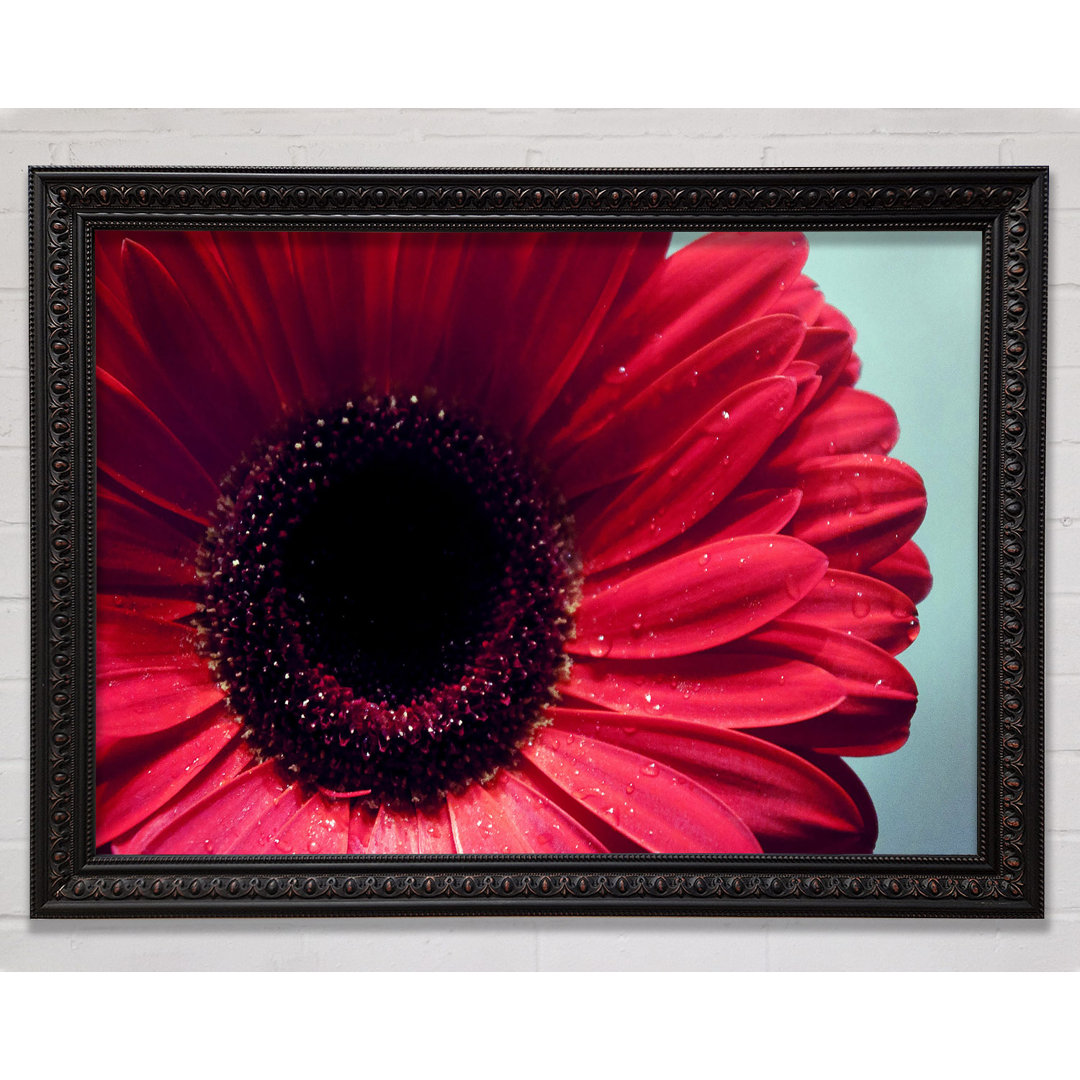 Gerbera Flower Deep Red - Einzelner Bilderrahmen Kunstdrucke