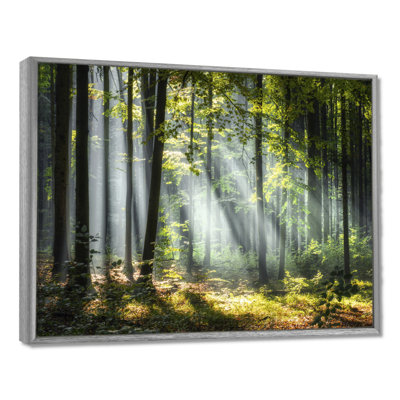«Sunny Morning Magic Forest III - Forest», reproduction d'art sur toile