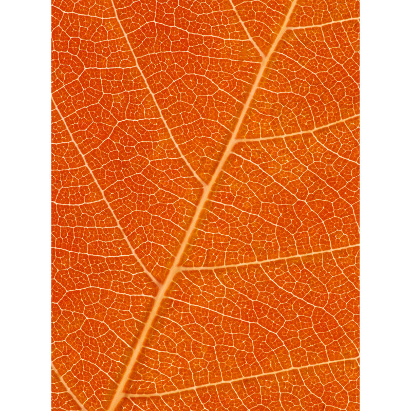 Feuille d'automne par Philippe Moisoux, Toile avec cadre noir, H 33 po x l 25 po
