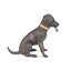 Labrador fumant un cigare