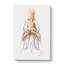 Vintage Squid Vol.2 by Ernst Haeckel - Wrapped Canvas Painting-61876459
