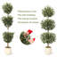 152cm Plant