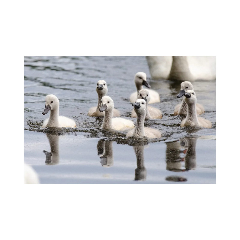 Young’uns 1 Piece Wrapped Canvas Wall Art, 20.32cm H x  30.48cm W