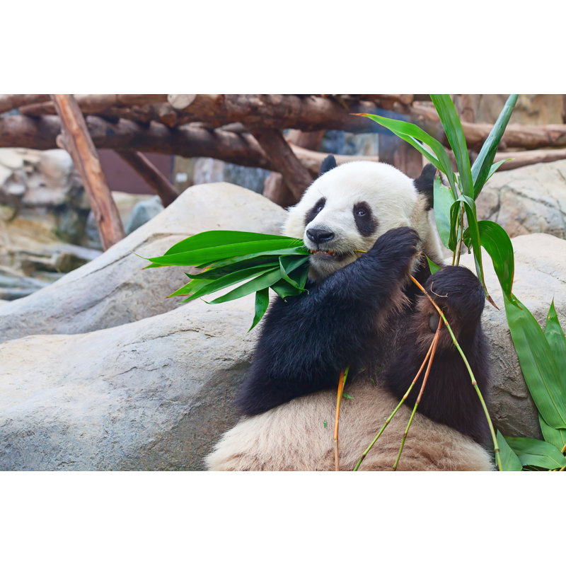 Panda Bear - Wrapped Canvas Print, 30cm H x 46cm W