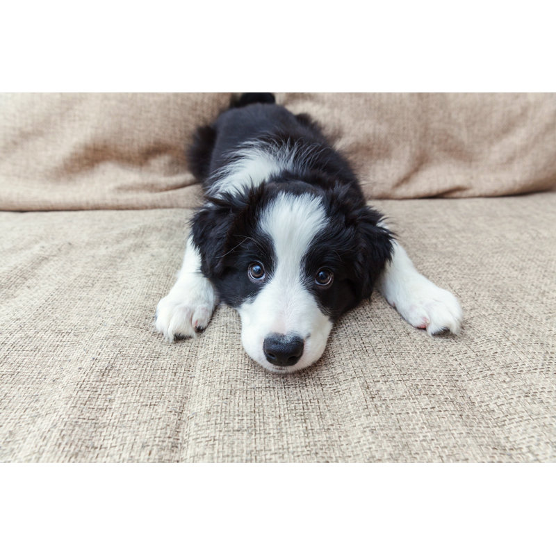Funny Portrait Of Cute Smilling Puppy Dog Border Collie At Home - Wrapped Canvas Print, 30cm H x 46cm W x 3.8cm D