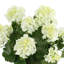 Géranium Massillon pour l'extérieur en pot de fibres-773748268-773748269