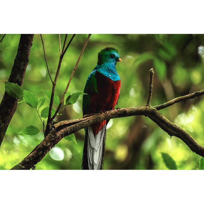 Male Of Resplendent Quetzal - Wrapped Canvas Print, 20cm H x 30cm W x 3.8cm D