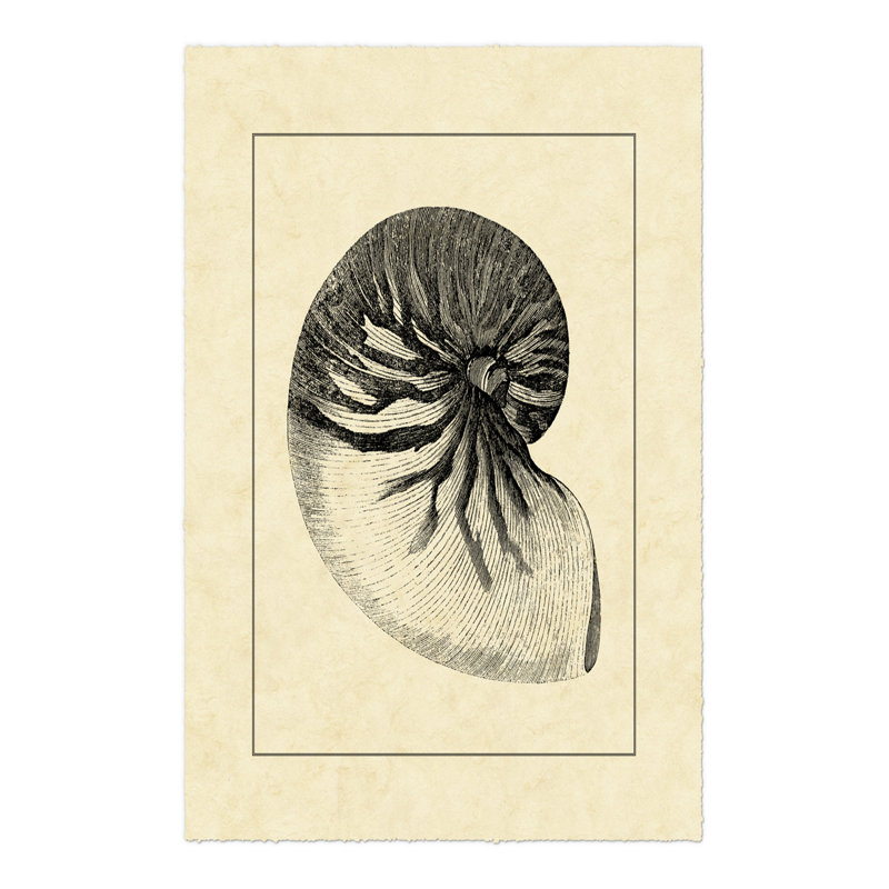 Vintage Shell I by Vision Studio - Wrapped Canvas Print, 46cm H x 30cm W