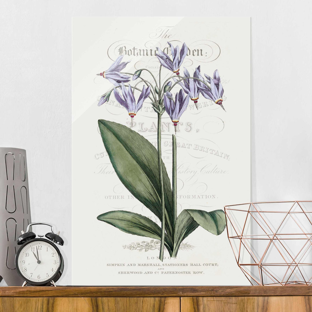 Glasbild Botanisches Schaubild Gottesblume