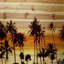 «Palms In The Sun» par Parvez Taj, reproduction d'art sur bois de pin naturel-1154774872