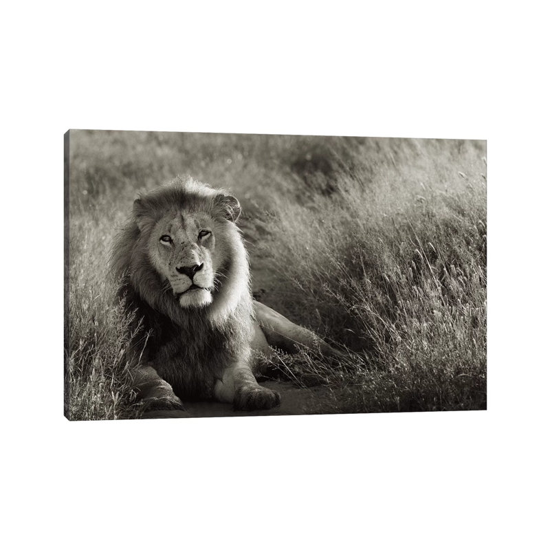 B&W Lion At Rest by Klaus Tiedge - Print on Canvas, 30.48 cm H x 45.72 cm W, Wrapped Canvas