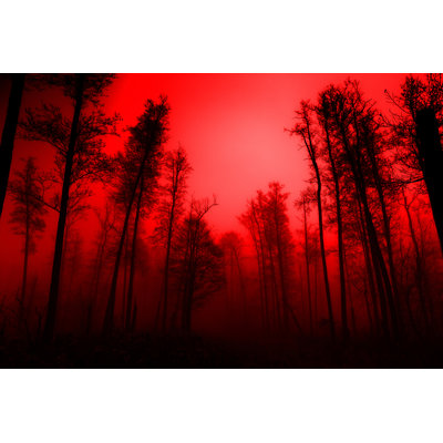 Red Foggy Forest by Antagain - Wrapped Canvas Print
