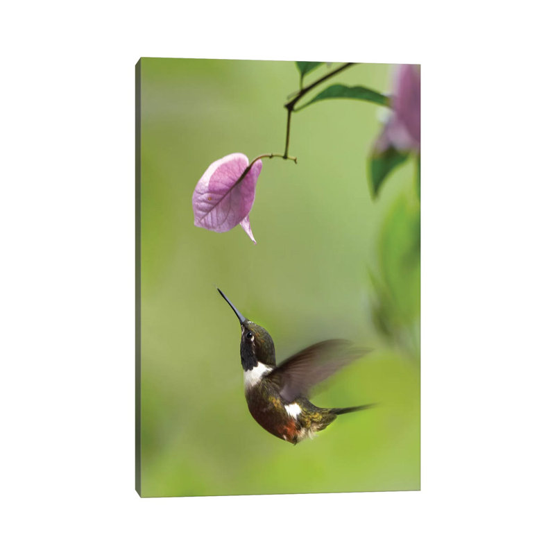 Purple-Throated Woodstar Hummingbird Hovering Near Bougainveillea Flower, Ecuador by Tim Fitzharris - Wrapped Canvas Print