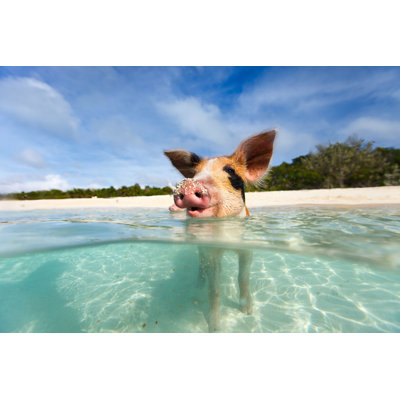 Swimming pigs of Exumas 1 Piece Wrapped Canvas Wall Art