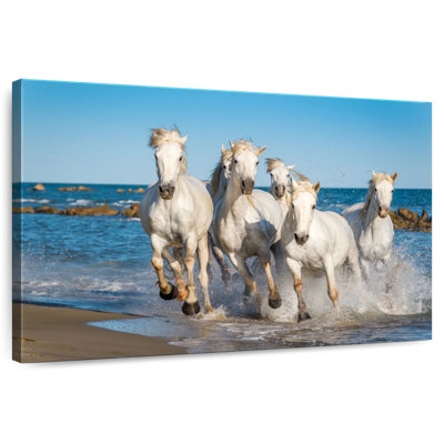 Brampt Camargue Horses