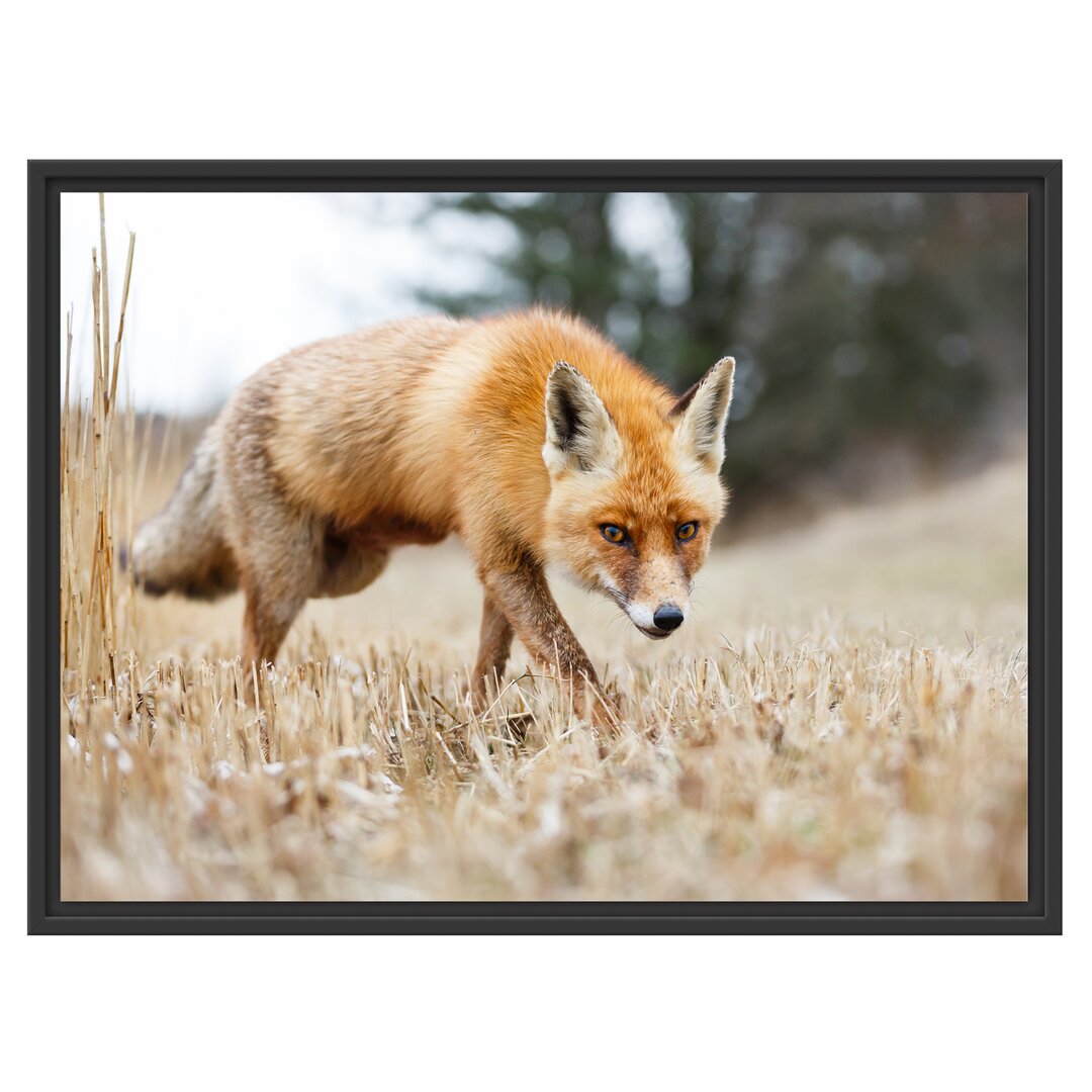 Gerahmtes Wandbild Schöner Fuchs