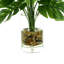 Monstera In Rocks With Water
