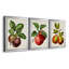 Antique Fruit IX - Ensemble de 3 impressions sur toile encadrées-700919553-700919558