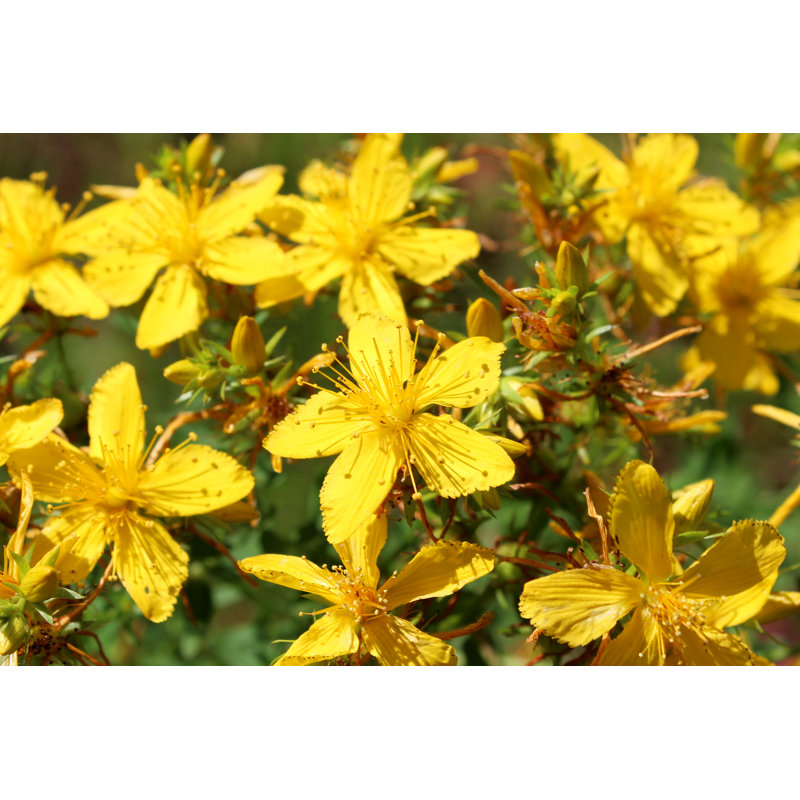 Lauriane Yellow Beautiful Flowers - Wrapped Canvas Print, 20cm H x 30cm W x 3.8cm D
