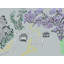 Jacaranda par Deborah Blum-1330448657