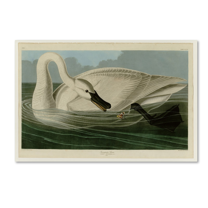 « trompette swanplate 406 », reproduction sur toile tendue, H 22 po x l 32 po