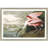 " Roseate Spoonbill " by John Audubon