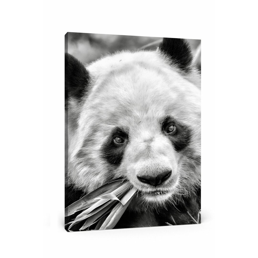 Leinwandbild Pandabär frisst Bambus