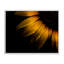 Giclée encadrée de gouttelettes d'eau sur un tournesol, design par Brian Carson-1455005563-1455005567