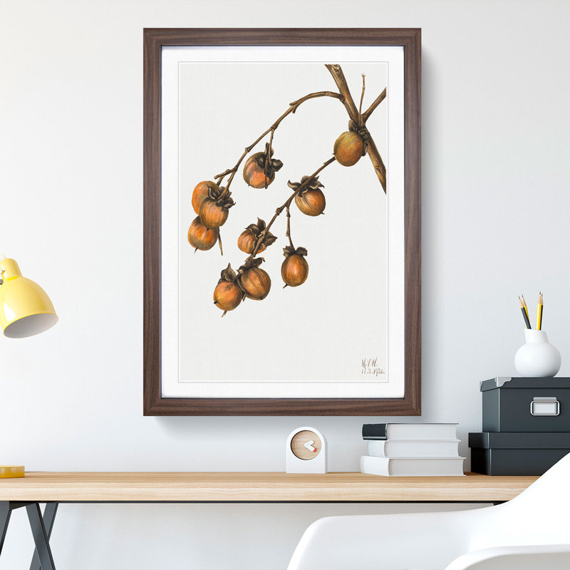 Persimmon by Mary Vaux Walcott - Framed Print, 36cm H x 27cm W x 2cm D, Walnut Framed