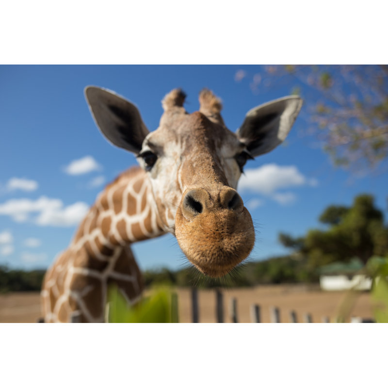 Close-up Of Giraffe - Wrapped Canvas Print, 81cm H x 122cm W