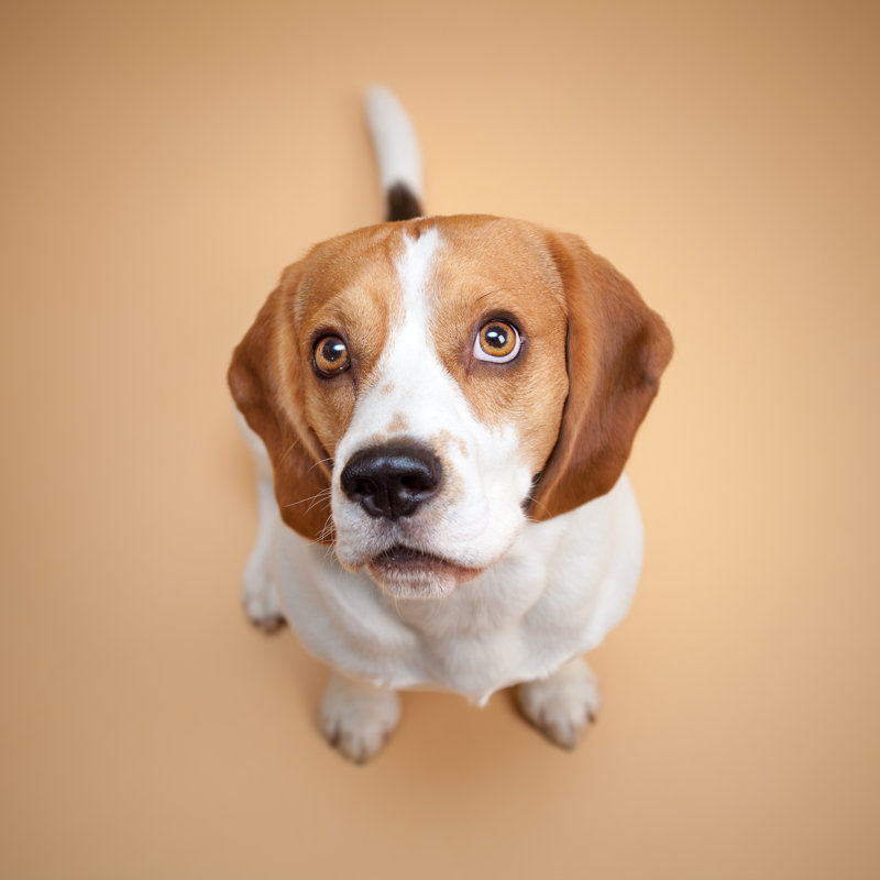 Beagle by Sankai - No Frame Print on Canvas, 30cm H x 30cm W