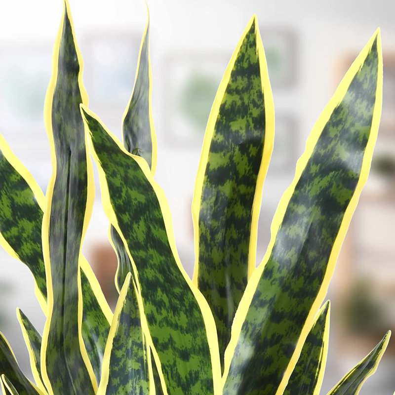 35 po Snake Plant en pot