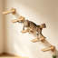 Ensemble de 5 plateformes flottantes murales pour chat