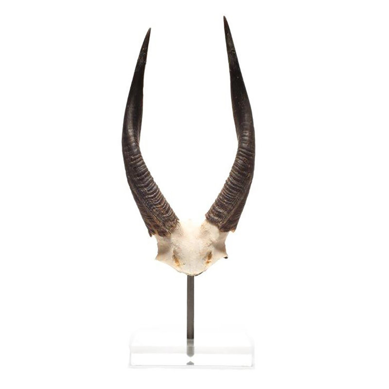 African Bushbock V-Skull on Lucite Stand