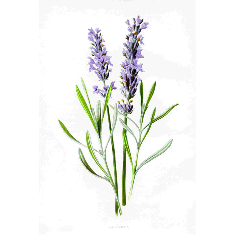 " Lavender Study ", 18" H x 12" W  