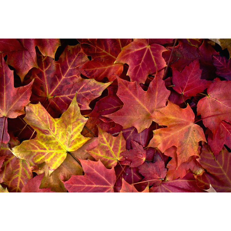 Autumn Maple Leaves - Wrapped Canvas Print