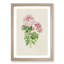 Pink Queen Victoria Azalea Illustration - Framed Print-55616684-55616687